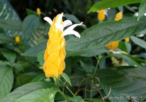 Guadeloupe Août 2015-02779 